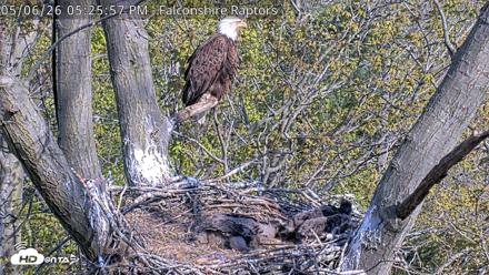 West Michigan Eagles Nest Live Cam - May 6, 2026, 5:26pm EDT