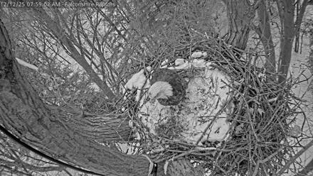 West Michigan Eagles Nest Live Cam - Dec 12, 2025, 8:00am EST