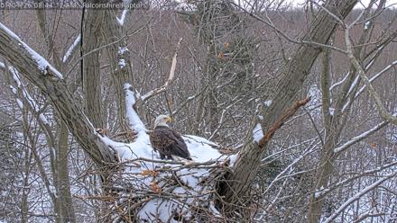 West Michigan Eagles Nest Live Cam - Jan 1, 2026, 8:45am EST