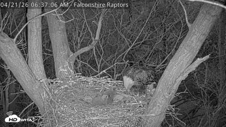 West Michigan Eagles Nest Live Cam - Apr 21, 2026, 6:38am EDT