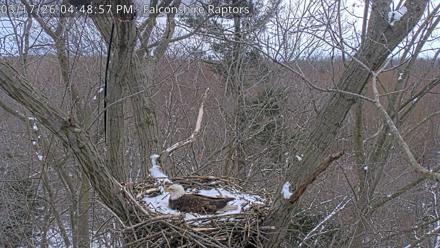 West Michigan Eagles Nest Live Cam - Mar 17, 2026, 4:49pm EDT