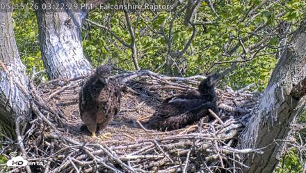West Michigan Eagles Nest Live Cam - May 15, 2026, 3:23pm EDT