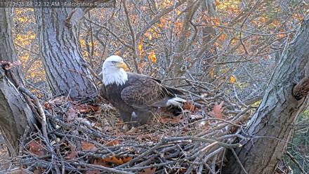 West Michigan Eagles Nest Live Cam - Nov 23, 2025, 8:15am EST