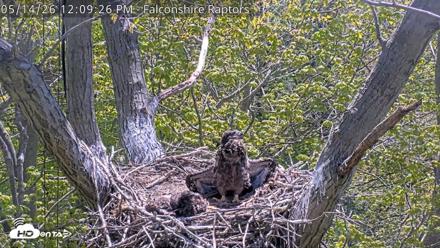 West Michigan Eagles Nest Live Cam - May 14, 2026, 12:10pm EDT