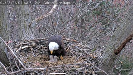 West Michigan Eagles Nest Live Cam - Apr 5, 2026, 7:49am EDT