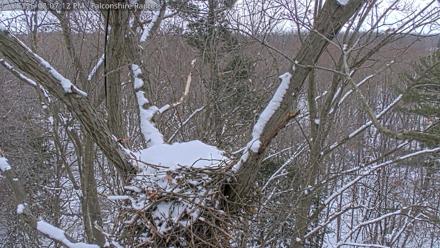 West Michigan Eagles Nest Live Cam - Dec 15, 2025, 2:08pm EST
