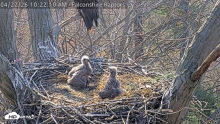 West Michigan Eagles Nest Live Cam - Apr 22, 2026, 10:23am EDT