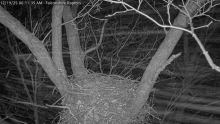 West Michigan Eagles Nest Live Cam - Dec 19, 2025, 6:12am EST