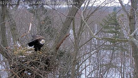West Michigan Eagles Nest Live Cam - Feb 5, 2026, 8:44am EST