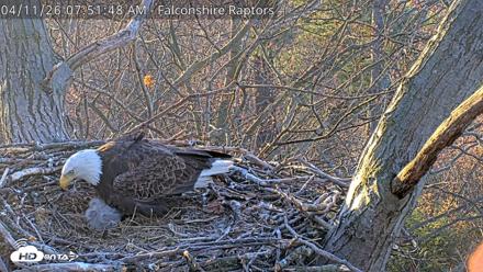 West Michigan Eagles Nest Live Cam - Apr 11, 2026, 7:52am EDT
