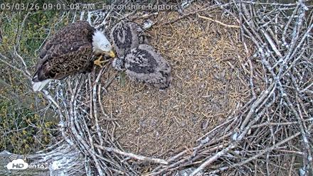 West Michigan Eagles Nest Live Cam - May 3, 2026, 9:03am EDT