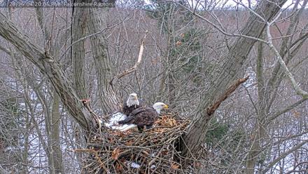 West Michigan Eagles Nest Live Cam - Nov 28, 2025, 4:12pm EST