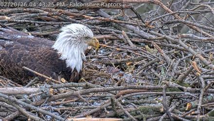 West Michigan Eagles Nest Live Cam - Feb 20, 2026, 4:44pm EST