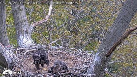 West Michigan Eagles Nest Live Cam - May 8, 2026, 1:51pm EDT