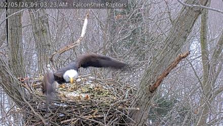West Michigan Eagles Nest Live Cam - Feb 5, 2026, 9:04am EST