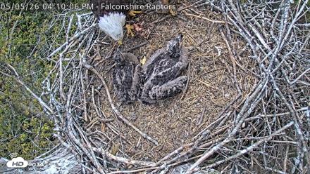 West Michigan Eagles Nest Live Cam - May 5, 2026, 4:11pm EDT