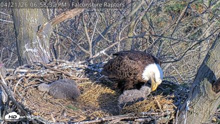 West Michigan Eagles Nest Live Cam - Apr 21, 2026, 7:00pm EDT