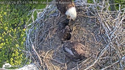 West Michigan Eagles Nest Live Cam - May 14, 2026, 7:13pm EDT