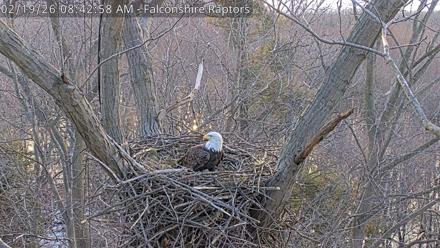 West Michigan Eagles Nest Live Cam - Feb 19, 2026, 8:43am EST