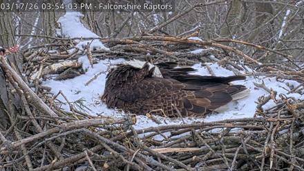 West Michigan Eagles Nest Live Cam - Mar 17, 2026, 3:54pm EDT