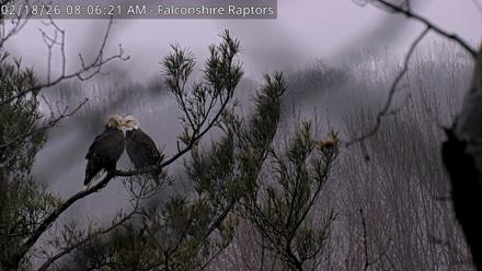 West Michigan Eagles Nest Live Cam - Feb 18, 2026, 8:07am EST