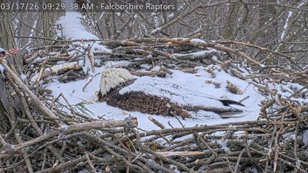 West Michigan Eagles Nest Live Cam - Mar 17, 2026, 9:30am EDT