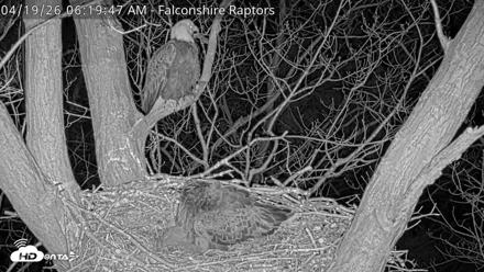 West Michigan Eagles Nest Live Cam - Apr 19, 2026, 6:20am EDT