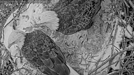 West Michigan Eagles Nest Live Cam - Feb 3, 2026, 7:45am EST