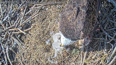 West Michigan Eagles Nest Live Cam - Apr 7, 2026, 12:24pm EDT