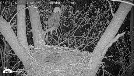 West Michigan Eagles Nest Live Cam - May 1, 2026, 3:15am EDT