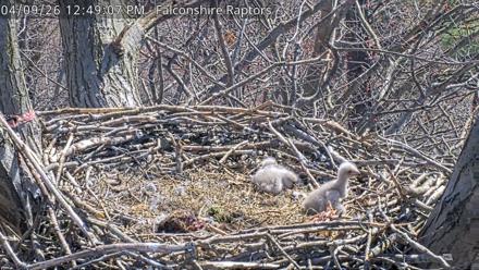 West Michigan Eagles Nest Live Cam - Apr 9, 2026, 12:50pm EDT