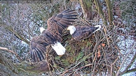 West Michigan Eagles Nest Live Cam - Jan 8, 2026, 8:19am EST