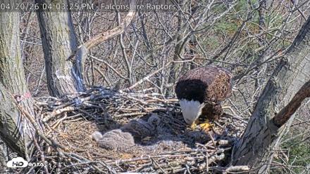 West Michigan Eagles Nest Live Cam - Apr 20, 2026, 4:04pm EDT