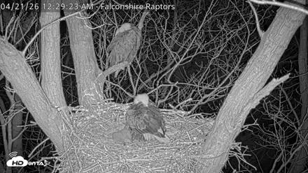 West Michigan Eagles Nest Live Cam - Apr 21, 2026, 12:30am EDT