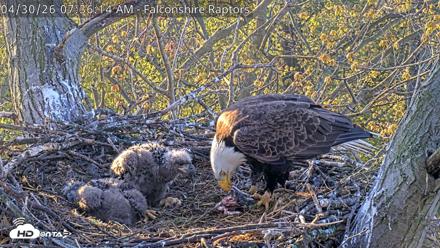 West Michigan Eagles Nest Live Cam - Apr 30, 2026, 7:37am EDT