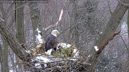 West Michigan Eagles Nest Live Cam - Feb 2, 2026, 8:54am EST