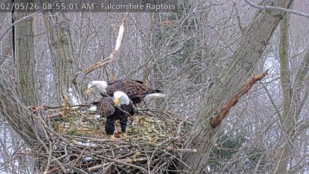 West Michigan Eagles Nest Live Cam - Feb 5, 2026, 8:55am EST