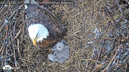 West Michigan Eagles Nest Live Cam - Apr 14, 2026, 7:34am EDT