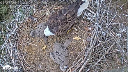 West Michigan Eagles Nest Live Cam - Apr 27, 2026, 2:29pm EDT