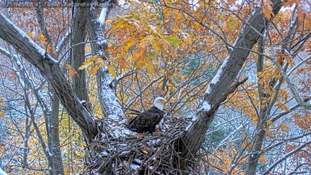 West Michigan Eagles Nest Live Cam - Nov 11, 2025, 8:33am EST