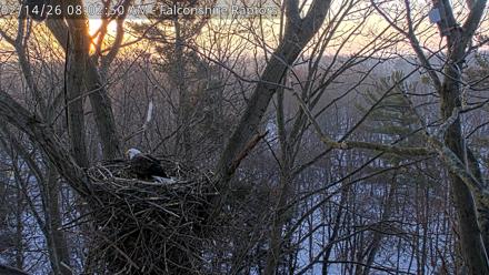 West Michigan Eagles Nest Live Cam - Feb 14, 2026, 8:03am EST