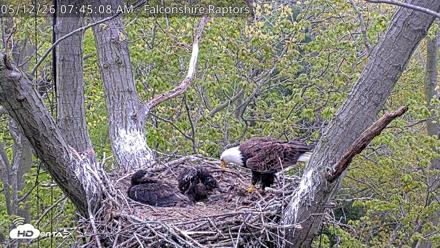 West Michigan Eagles Nest Live Cam - May 12, 2026, 7:46am EDT