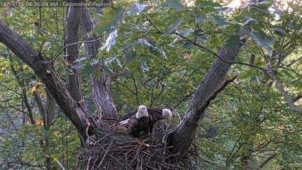 West Michigan Eagles Nest Live Cam - Oct 16, 2025, 7:58am EDT