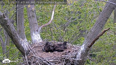 West Michigan Eagles Nest Live Cam - May 15, 2026, 11:53am EDT
