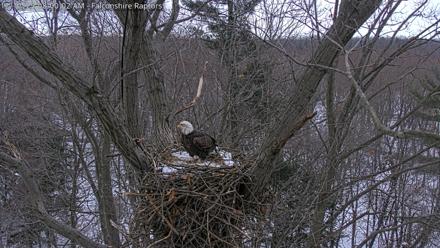 West Michigan Eagles Nest Live Cam - Dec 12, 2025, 8:00am EST