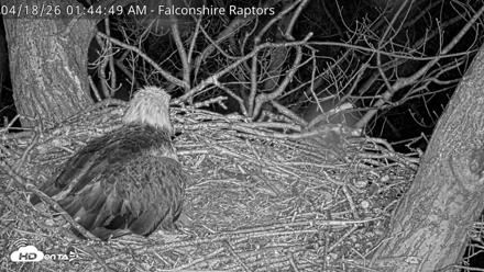 West Michigan Eagles Nest Live Cam - Apr 18, 2026, 1:45am EDT