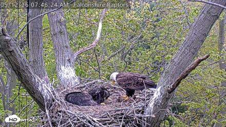 West Michigan Eagles Nest Live Cam - May 12, 2026, 7:48am EDT