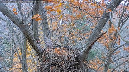West Michigan Eagles Nest Live Cam - Nov 15, 2025, 12:20pm EST
