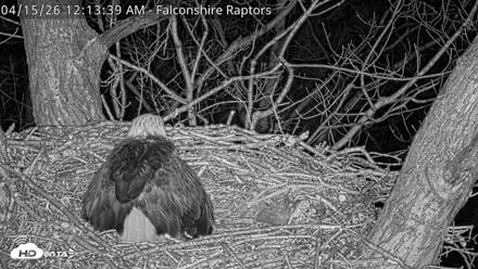 West Michigan Eagles Nest Live Cam - Apr 15, 2026, 12:14am EDT