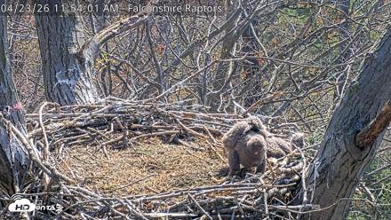 West Michigan Eagles Nest Live Cam - Apr 23, 2026, 11:55am EDT